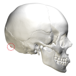 External occipital protuberance - lateral view2.png