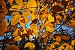 Herbstlich gefärbte Blätter der Amerikanischen Buche
