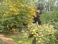 Looking southwest with Common Horsechestnut providing the best fall dress, 17/10/2007.