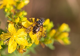 Savguldblomfluga söker föda i blomman