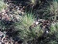 > Festuca elegans subsp. merinoi Poaceae