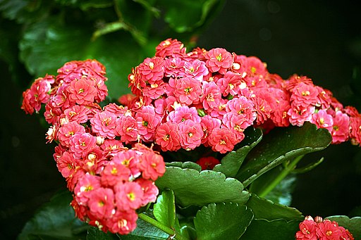 Flammendes Käthchen - Kalanchoe blossfeldiana