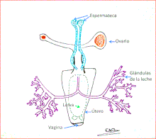 Reproductive anatomy sketch by [[es:User:Estefania Alonso Gomez]] Gandulas de la leche de Glossina .gif