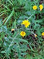 Smooth sow-thistle, Sonchus oleraceus, by North bank
