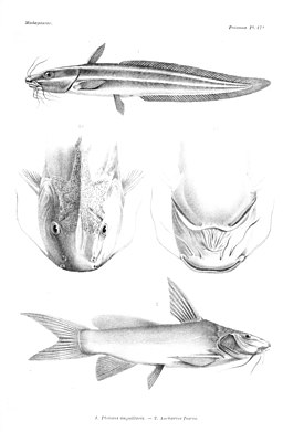 Ruskomadagaskarinmonni (Ancharius fuscus) alempana kuvassa