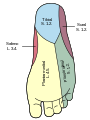 Diagrama de la inervación de la planta del pie.