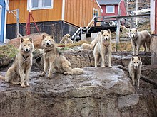 Le Chien 5 dans CHIEN 220px-Greenland_dogs_upernavik_2007-06-19