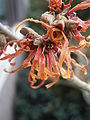 Hamamelis 'Jelena' close-up flowers