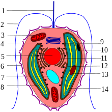 Cell scheme. 1-haptonema, 2-flagella, 3-mitochondrion, 4-Golgi apparatus, 5-nucleus, 6-scales, 7-chrysolaminarin vacuole, 8-plastid, 9-ribosomes, 10-stigma, 11-endoplasmic reticulum, 12-chloroplast endoplasmic reticulum, 13-pyrenoid, 14-thylakoids. Haptophyta cell scheme.svg