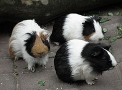 Cavia's, rechts op de voorgrond met lakenvelder tekening