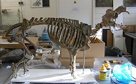 Esqueleto de Hippopotamus minor