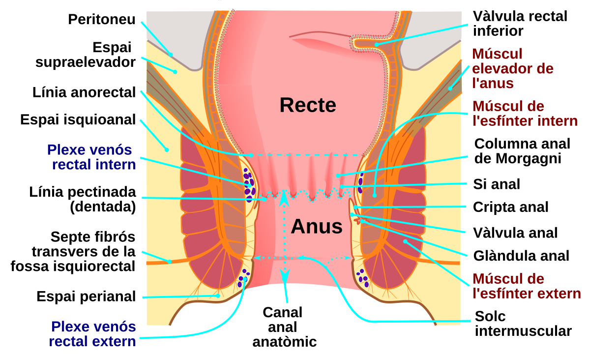 Sunning Your Anus