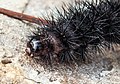 Head of a caterpillar