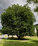 Hainbuche (Carpinus betulus)