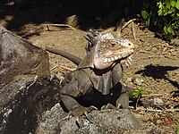 Leguanarten Iguana delicatissima.