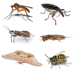 Insect collage.png