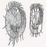 Euplotes harpa (Euplotidae).