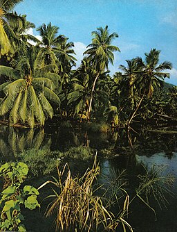 La Digue coconut palms