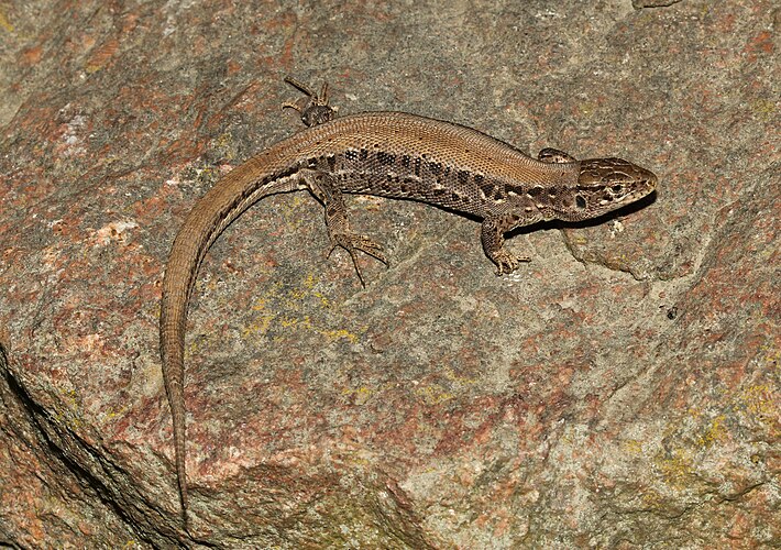 Самка прыткой ящерицы (Lacerta agilis ssp. argus)