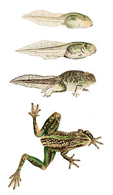 Planche montrant 4 stades de développement de la grenouille, du têtard à la grenouille adulte.