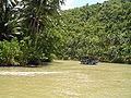 plants along the Loboc, Bohol River banks taken while on a river cruise upstream