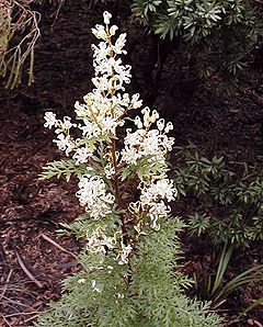 Description de l'image Lomatia silaifolia email.jpg.