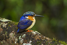 Malagasy Kingfisher - Madagascar S4E7803.jpg