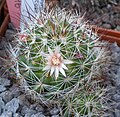 Miniatura para Mammillaria marcosii