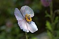 Meconopsis aculeata 02. jpg