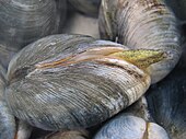 Mercenaria mercenaria, known locally as 'quahog'