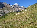 Colchicum montanum Habitat