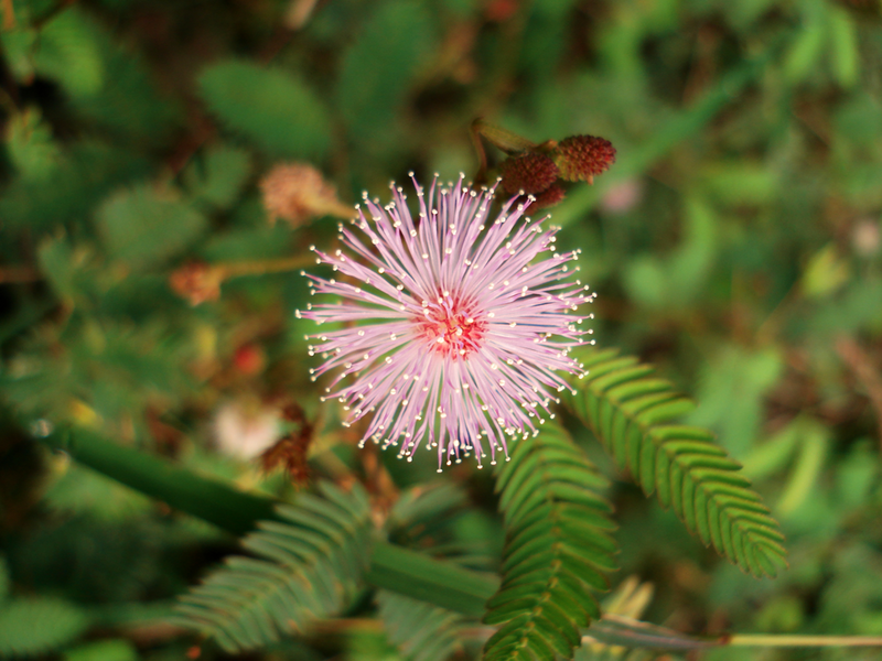 800px-Mimosapudica.png