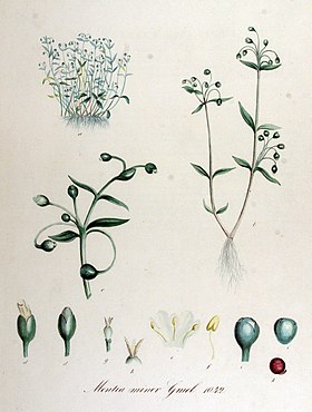 Liden vandarve (Montia minor).