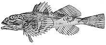 Miniatura per Myoxocephalus polyacanthocephalus