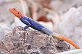 Намибийская каменная агама (Agama planiceps) (8603173387) .jpg