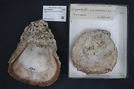 Spondylus senegalensis