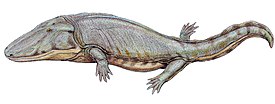 Paracyclotosaurus davidi