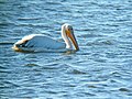 Le même, la poche vidée, s'apprête à pêcher de nouveau.