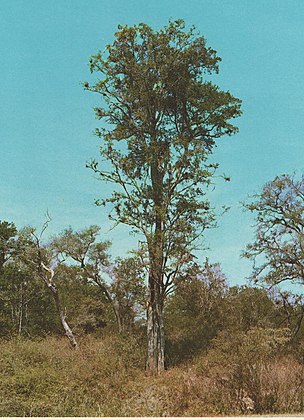 Palo amarillo (phyllostylon rhamnoides).