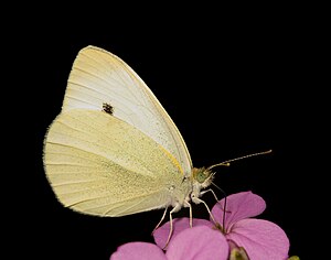 배추흰나비 (Pieris rapae)