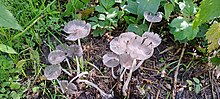 Pikkjalg-tindik Coprinopsis lagopus