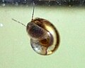 Young specimen, about 3 millimeters long.