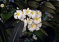 Plumeria obtusa.