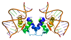 Белок ELK1 PDB 1dux.png