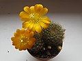 Rebutia marsoneri