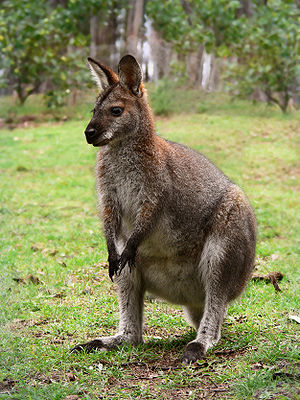 Red necked wallaby (picture taken in Australia)