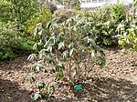 Rhododendron niveum - University of Copenhagen Botanical Garden - DSC07606.JPG