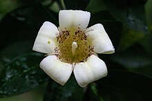 Rothmannia capensis00.jpg
