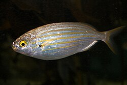 Sarpa salpa (salema).