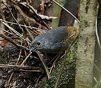 Brasília tapaculo